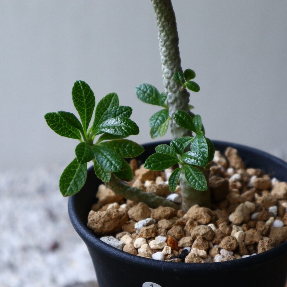 ドルステニア ギガス Dorstenia gigas no.92311 | 芽の巣山