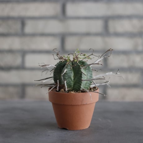Euphorbia varida (バリダ) / South Africa / T.W. × YAMABACHI (3号) no.329/2
