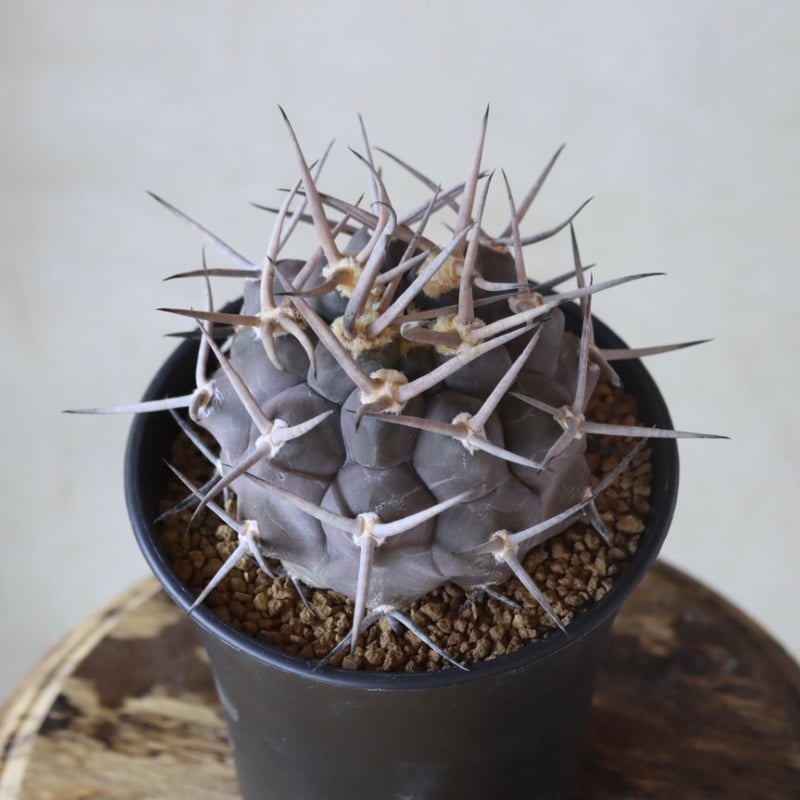 守金魔天竜 Gymnocalycium mazanense【ギムノカリキウム・守金魔天竜