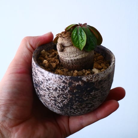 ユーフォルビア エクロニー Euphorbia ecklonii  鬼笑い  No.025