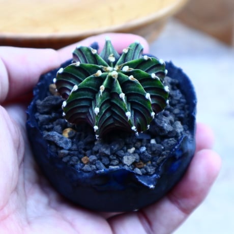ギムノカリキウム   フィードリッフィーLB2178／Gymnocalycium friedrichii    no.80801