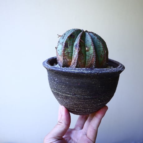 ユーフォルビア  バリダ  hyb   Euphorbia valida  hyb   no.60210