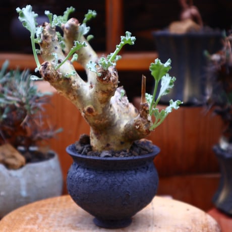 ペラルゴニム クリンガルドテンセ／Pelargonium Klinghardtense  no.50121