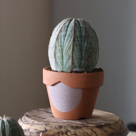 Euphorbia obesa × YAMABACHI var. N/OH  no.905-22