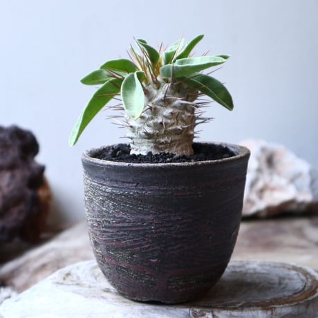 パキポディウム   ナマクアナム  光堂  Pachypodium namaquanum  no.91525