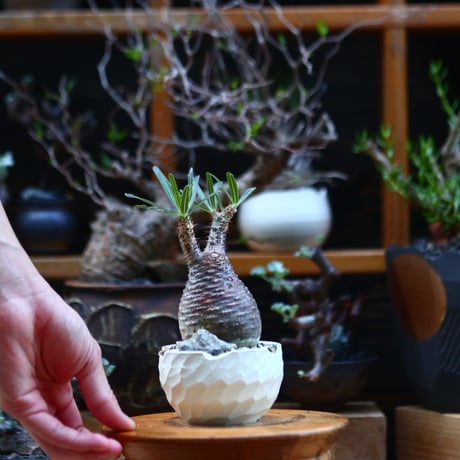 パキポディウム  グラキリス／Pachypodium  gracilius       no.92629
