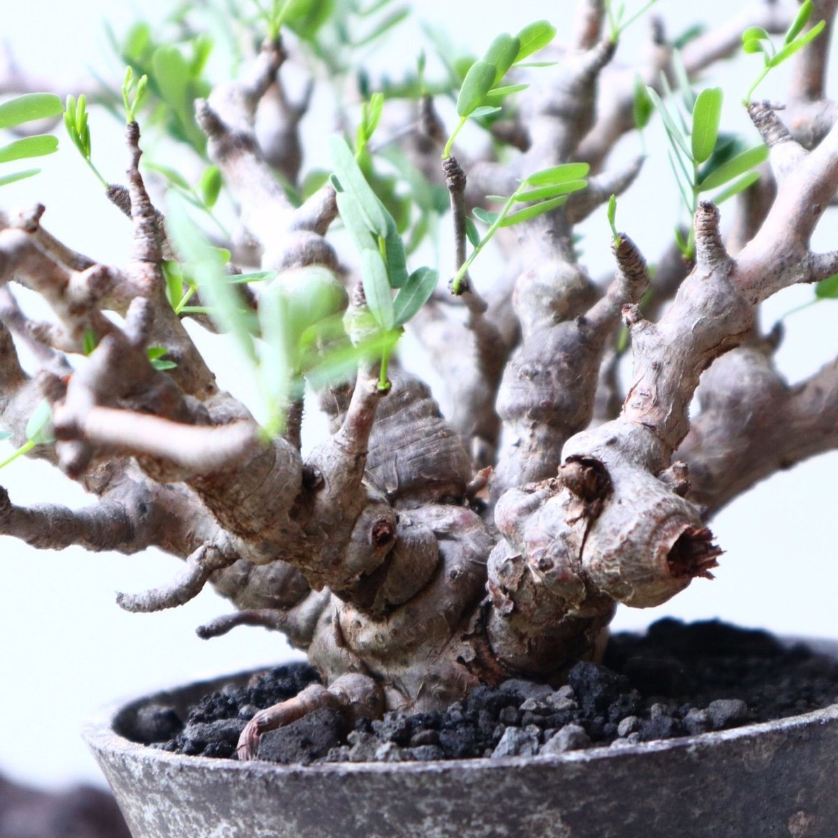 センナ メリディオナリス センナ メリディオナリス Senna meridionalis no.91516 | 芽の巣山