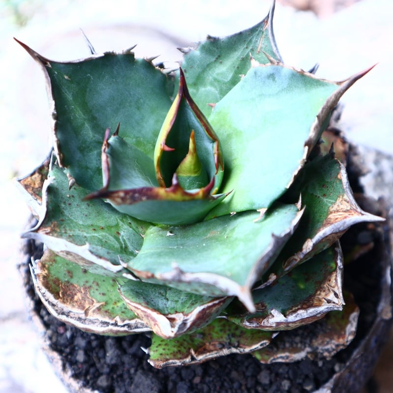 アガベ チタノタ FO-76 Agave titanota アガベ チタノタ FO-76 Agave titanota