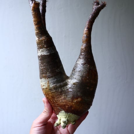 パキポディウム グラキリス 2頭 Pachypodium rosulatum var. gracilius no.70707