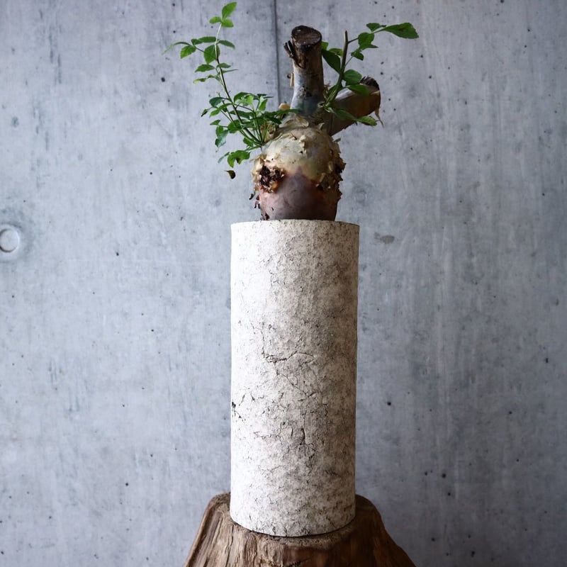 コミフォラ カタフ Commiphora kataf no.022 | 芽の巣山