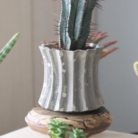 Euphorbia horrida × soso   no.51935