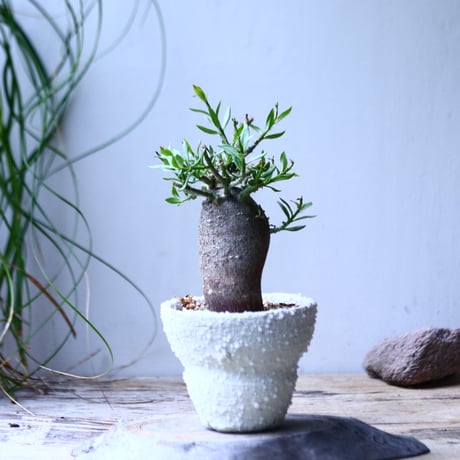 パキポディウム   ビスピノーサム     Pachypodium bispinosum     no.101833