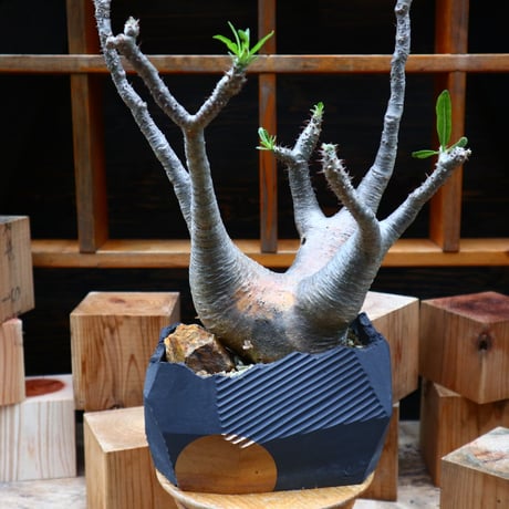 パキポディウム  マカイエンセ／Pachypodium Makayense    no.61951