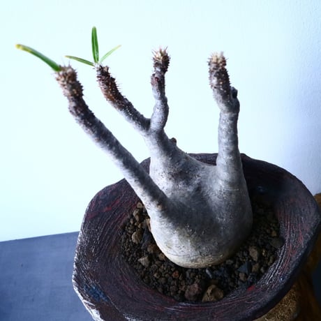 パキポディウム グラキリス Pachypodium rosulatum var. gracilius  No.31032