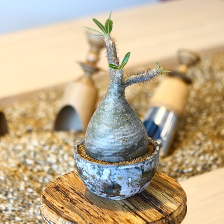 パキポディウム  グラキリス / Pachypodium  gracilius   no.50739