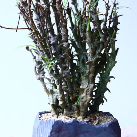 セロぺギア デモルファ   Ceropegia dimorpha   no.92730