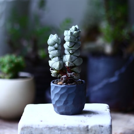 クラッスラ  デセプター稚児姿  Crassula  deceptor    no.71949