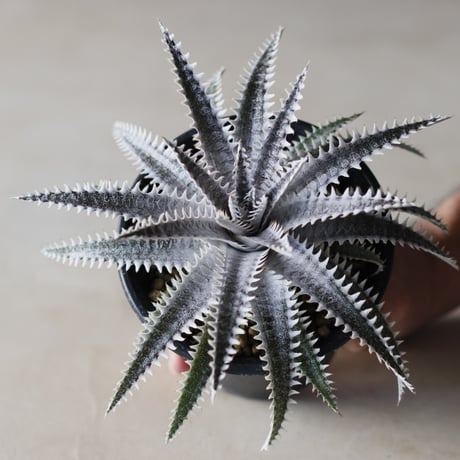 CATEGORY Yocto Plants | 芽の巣山