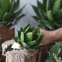 U.S. horrida (Agave horrida) / Style of Chika　no.1203-67