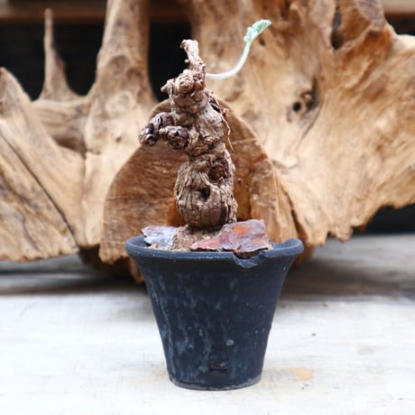 ペラルゴニウム トリステ みやび鉢付き ペラルゴニウム トリステ かみ