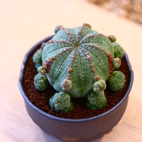 N/OH × Euphorbia symmetrica   no.61809