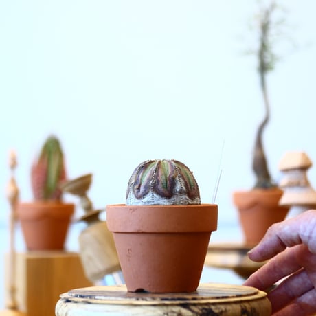 YAMABACHI × Euphorbia obesa    no.91003