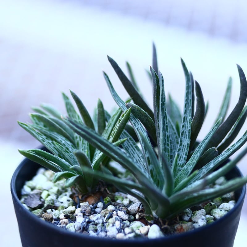 ブルビネ ウィエセイ Bulbine wiesei no.120655 | 芽の巣山