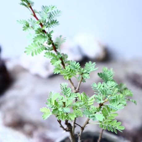 アカシア   トルティリス   Acacia  tortilis      no.102714