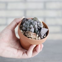 Haworthia オブツーサ×ベヌスタ × YAMABACHI (3号)  no.621/55