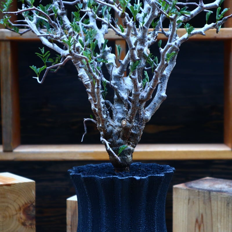 センナ メリディオナリス／Senna meridionalis no.52304 | 芽の巣山