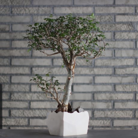 Bursera fagaroides × N/OH (5.5号)  no.713-21