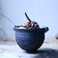 ディオスコレア   亀甲竜    Dioscorea elephantipe     no.101831
