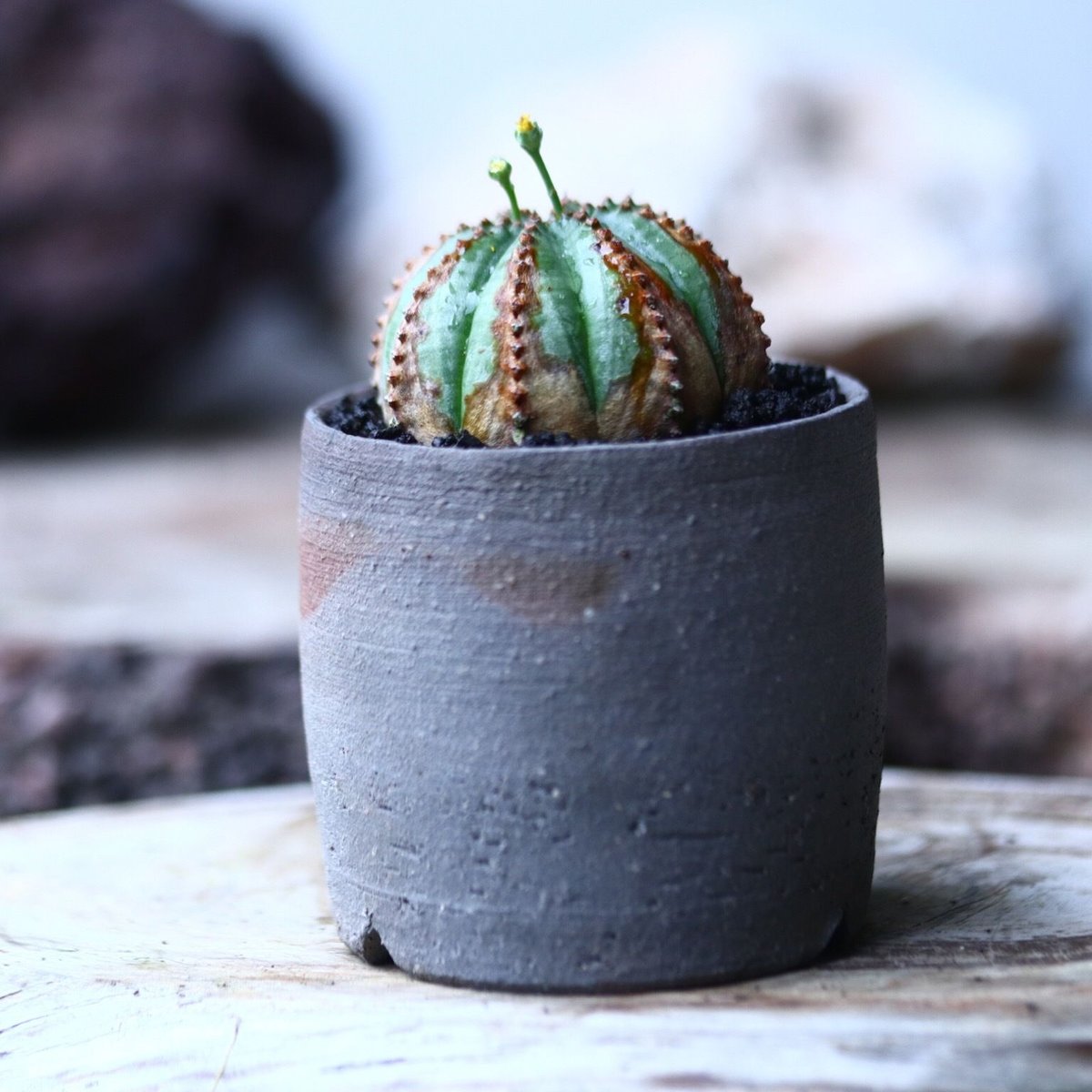 ユーフォルビア オベサ ハイブリット no.007 | 芽の巣山