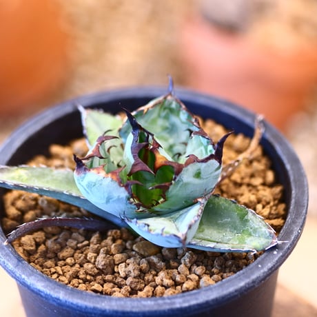 Agave titanota black&bule     no.32450