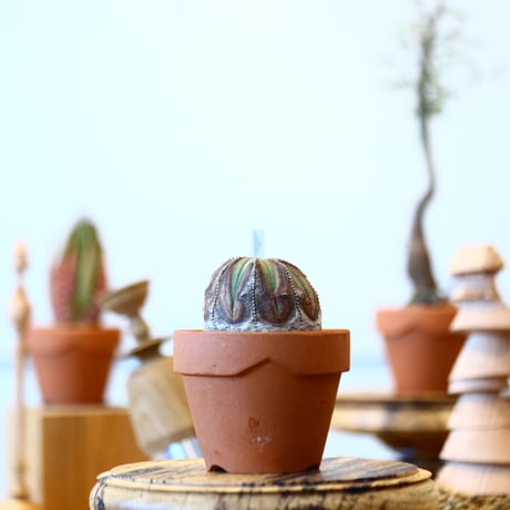 YAMABACHI × Euphorbia obesa    no.91003
