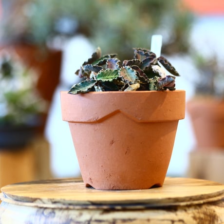 Euphorbia decaryi × YAMABACHI  no.123135