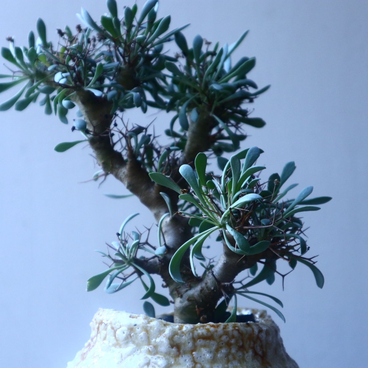 オトンナ ユーフォルビオイデス 実生 Othonna euphorbioides no.