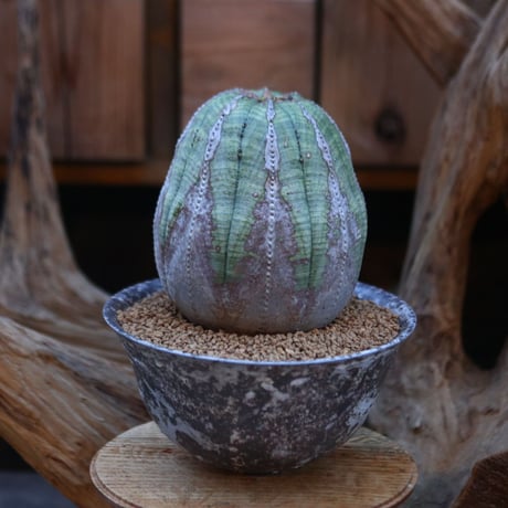 ユーフォルビア  オベサ/ Euphorbia obesa/ 発根済み      no.21926