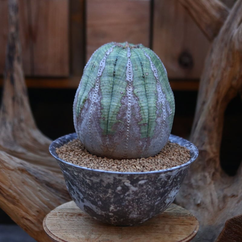 ユーフォルビア オベサ/ Euphorbia obesa/ 発根済み no.219