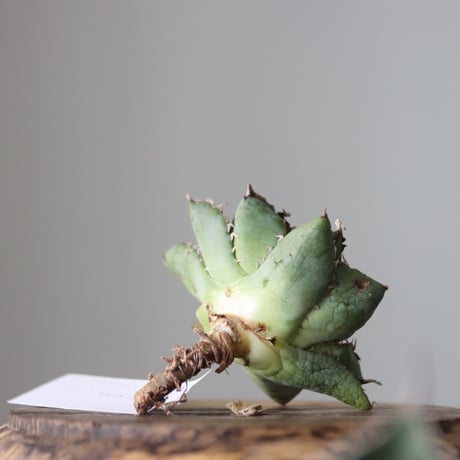 Agave titanota filigree Devil/ Style of Chika　no.42119