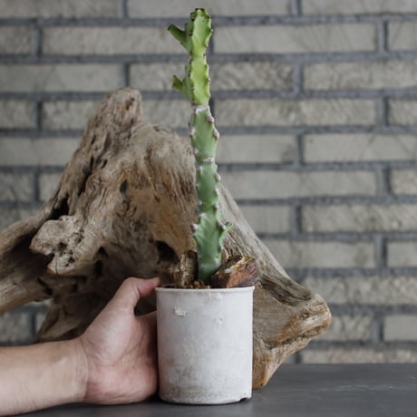 Euphorbia tortilis × Shin Tabata (3.5号)  no.629-37