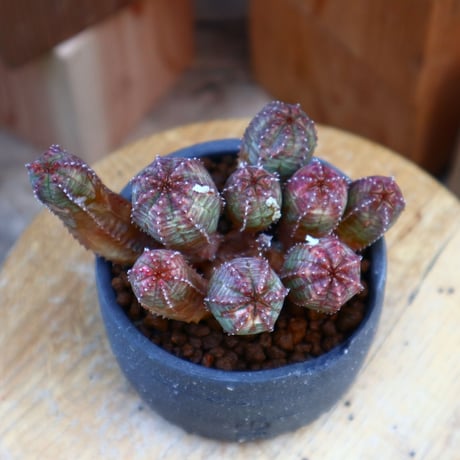 ユーフォルビア  オベサ hyb.／Euphorbia obesa hyb.   no.60535