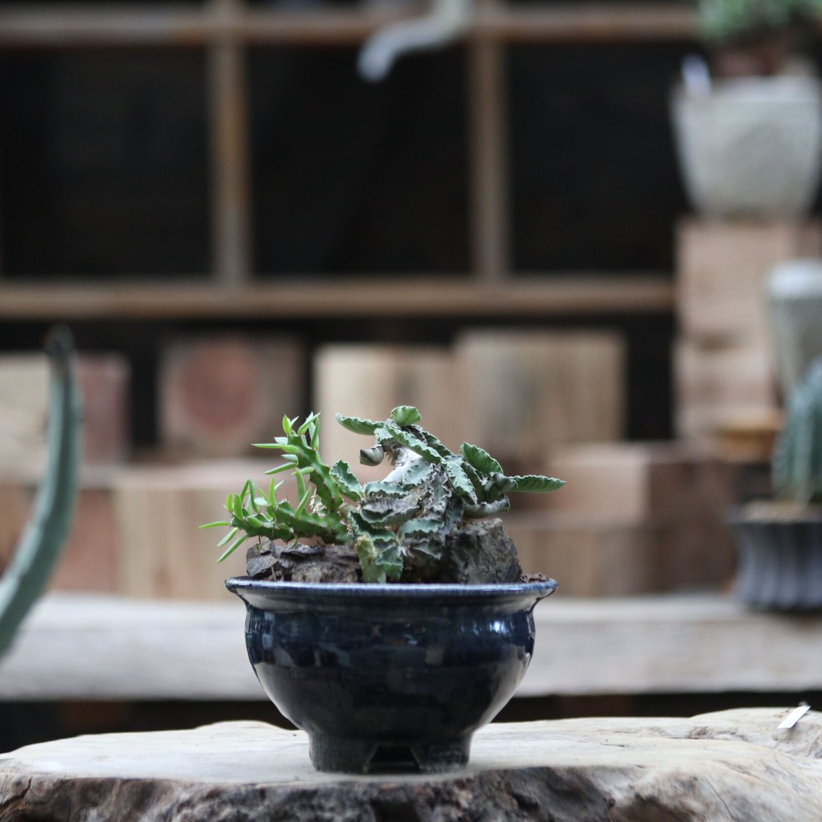 ユーフォルビア デカリー／Euphorbia decaryi no.111371 | 芽の巣山
