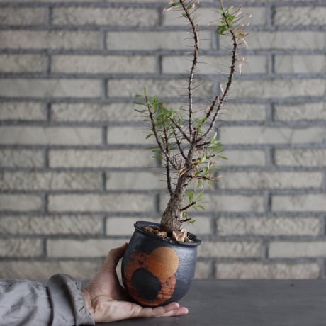 Fouquieria purpusii × N/OH (4号)  no.524/6