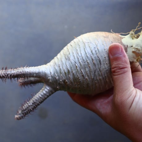 パキポディウム グラキリス 抜苗  Pachypodium rosulatum var. gracilius no.100629