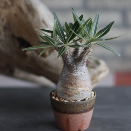 Pachypodium rosulatum var. gracilius × 備前鉢2.5号 / BANKSIA WORKS  no.607-39