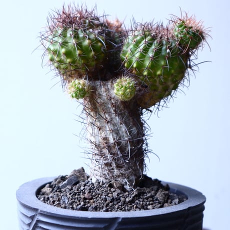 Parodia  sp   no.22323