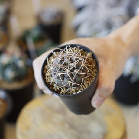 Gymnocalycium mazanense / 魔天竜 (2.5号)  no.1226/35