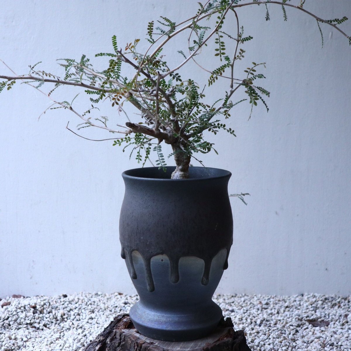 オペルクリカリア ヒファエノイデス Operculicarya hyphaeno