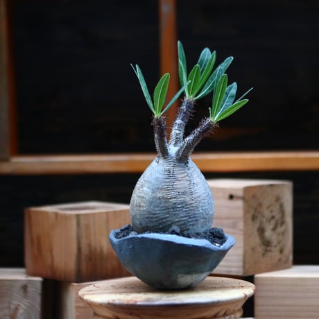 パキポディウム  グラキリス ／Pachypodium  gracilius     no.102472